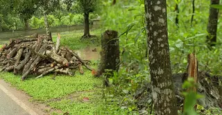 বন বিভাগের নাকের ডগায় উজাড় শাল গাছ; চরম ঝুঁকিতে বনভূমি